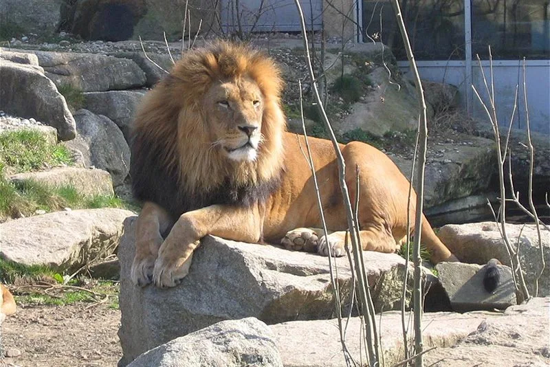 Tierpark Hellabrunn Muenchen Loewe